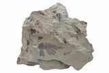 Pennsylvanian Fossil Fern (Neuropteris) Plate - Kentucky #224624-1